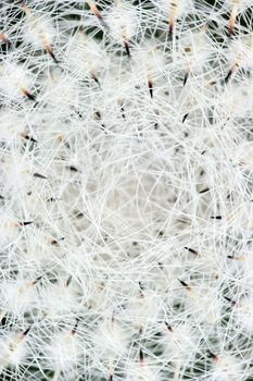 Abstract photo of a cactus with prickles closeup