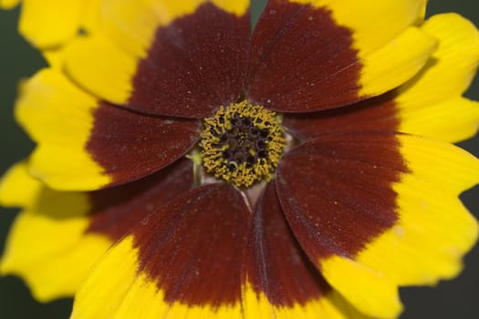 Photo of a yellow-red flower closeup