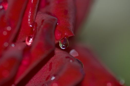 Dew drop on a petal of a red rose