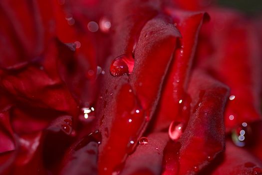 Dew drops on a petal of a red rose