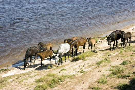 Grazed on river bank herd of horses