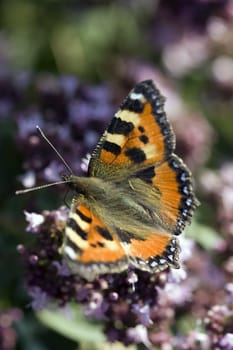 Photo in solar weather of the butterfly sitting on a flower