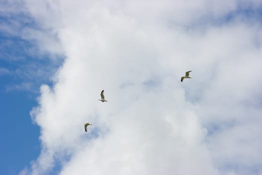 Photo of three seagulls soaring in the summer sky