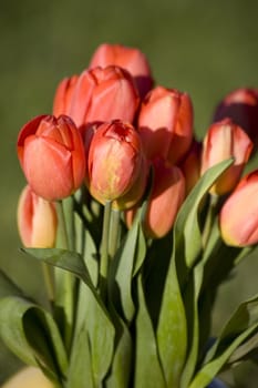 Close up of red tulips