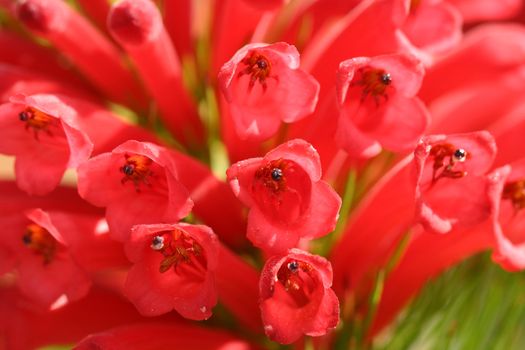 Super closeup of the red tubular flowers of the Adenanthos Albany Woollybush.  Excellent medium sized shrub or small tree with silky hairs covering the foliage make it soft to touch - for gardens, windbreaks or as a soft foilage alternative Christmas tree.   Focus to foreground