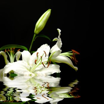 White flowers with effect of reflexion in water on a black background