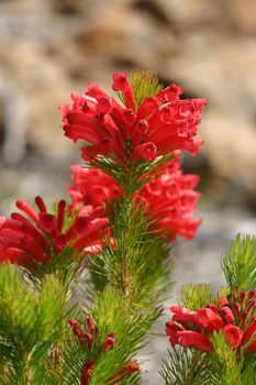 Closeup of the red tubular flowers of the Adenanthos Albany Woollybush.  Excellent medium sized shrub or small tree with silky hairs covering the foliage make it soft to touch - for gardens, windbreaks or as a soft foilage alternative Christmas tree.  Focus to top flowers