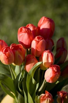 Close up of red tulips