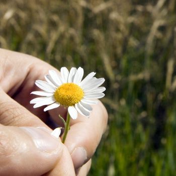 The man's hand tears off a camomile petal