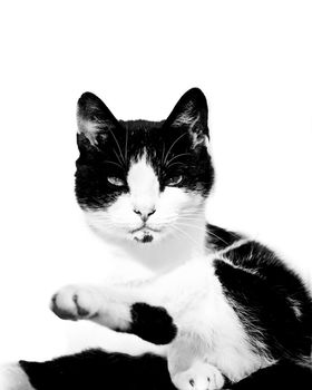 staring cat isolated on white