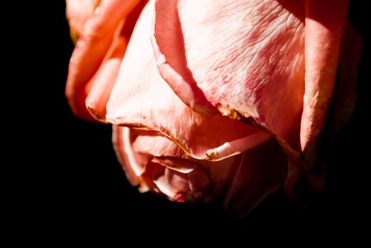 Dying pink rose isolated on black