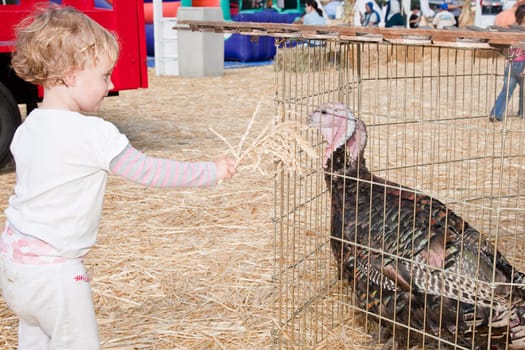 Cute little European toddler girl having fun on pumpkin patch.