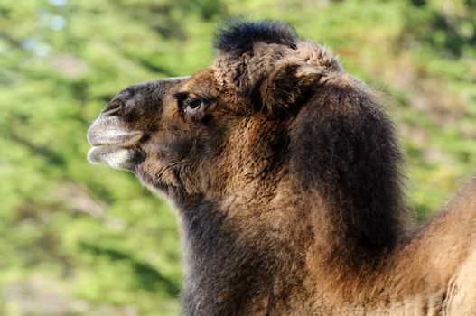 Close up of Bactrian Camel (camelus bactrianus)