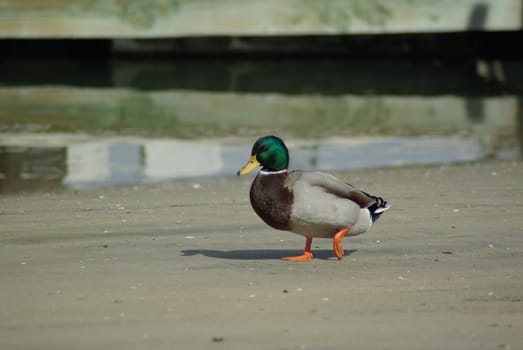 duck waling along a beach