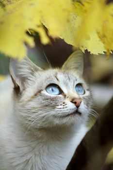 Grey cat with blue eyes in autumn wood