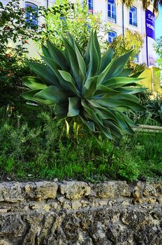 cactus, green, aloe, plant, isolated, leaf, succulent, medicine, botany, herbal