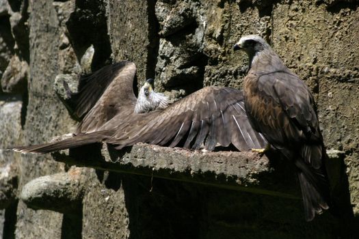 beautiful brown eagle, nature photo