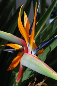 also known as 'Bird of Paradise'