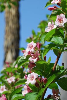 blooming in Spring, 'Weigela pink/white flowers'