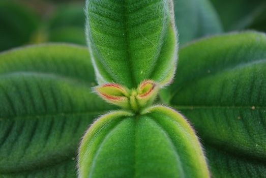 close up of a Ligustrum japonnicum plant