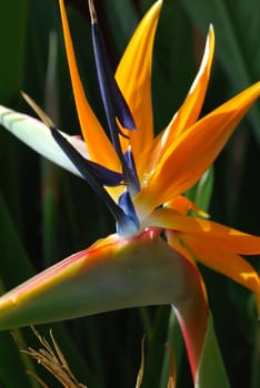also known as 'Bird of Paradise'