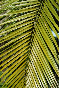 tropical palm tree on a botanic garden