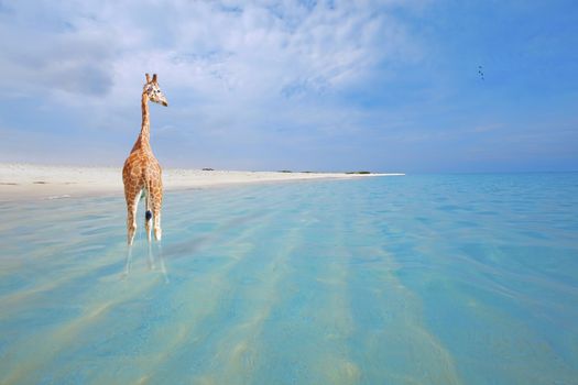 Giraffe on vacation, peeing in the water at Boca Grandi beach, Aruba