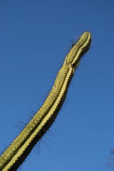 Green cactus with blue sky background
