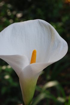 Close up of a white calla