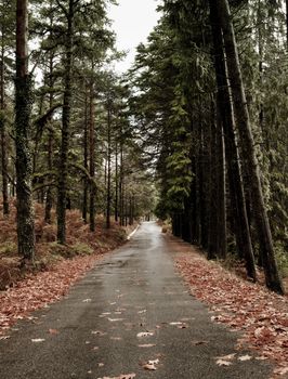 Autumn landscape with a beautiful road with high trees