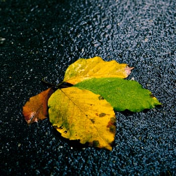 Beautiful colored autumn leafs on the ground