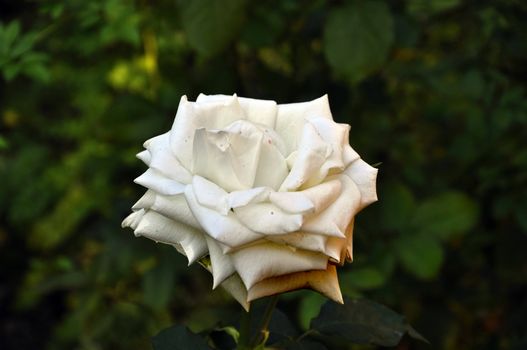 rose, flower, petals, in, plant, beauty, backgrounds, nature, White Rose