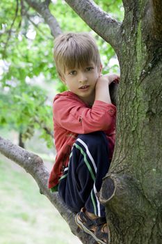 cute boy hanging from branch of tree. Summer time