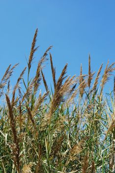 Reed grass with blue sky background