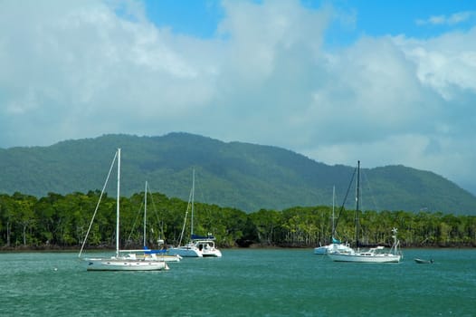 several white sailboats anochoring, green water and forest, 