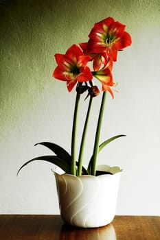 three red flowers ina pot, high contrast photo