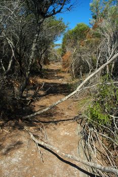 australian bushland, dry earth and trees, nature