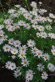 beautiful white daisys on a park