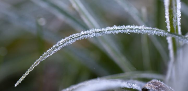 Macro view of frozen grass in the november morning.