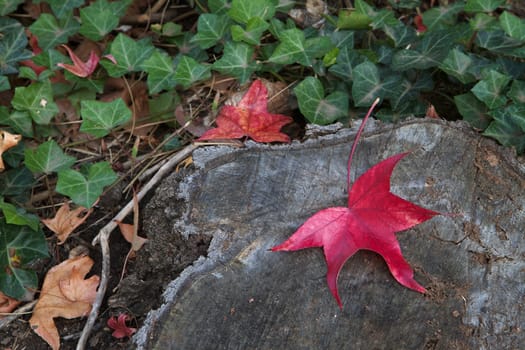 Fall colors of red leaf against a tree trunk with soft focus ivy background