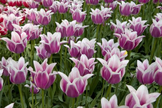 tulip in botanical gardens
