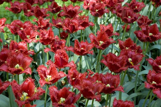 Double red tulip in botanical gardens. Spring time