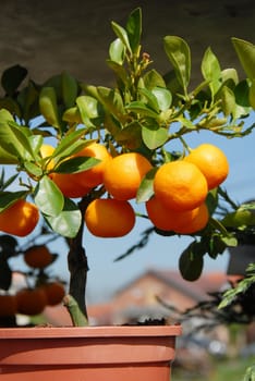 flowerpot with mandarin tree with leaves and fruits