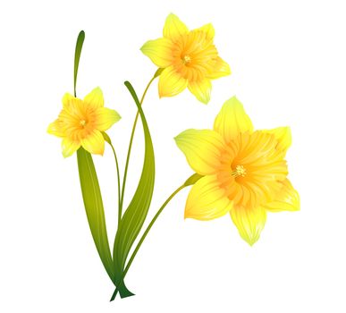 Yellow daffodils