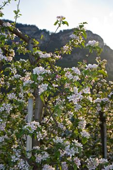 apple trees in bloom at garda lake in italy