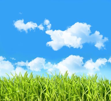 Tall grass with blue sky and clouds