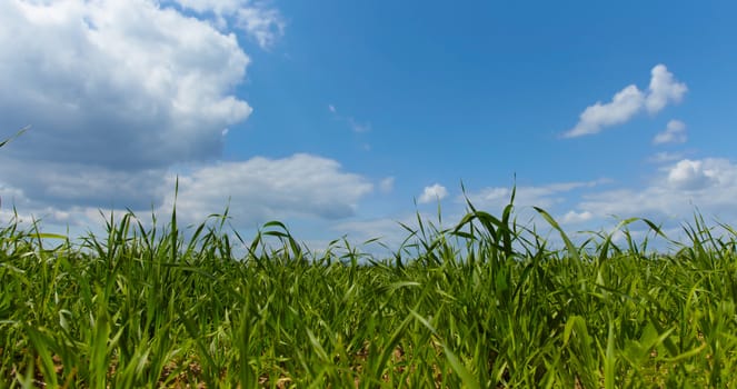 Green forage grass in a field close up