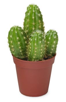 A family of small cacti growing in a pot isolated on white background