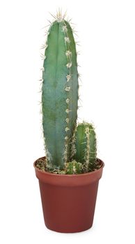 Cacti in a brown pot isolated on white background