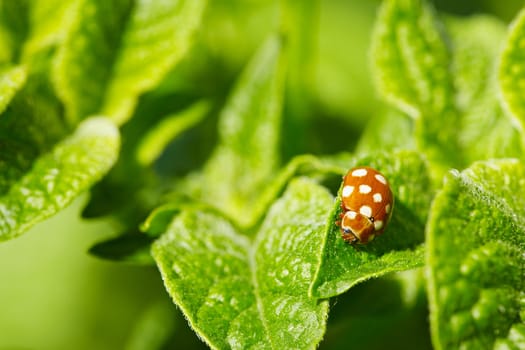 Brown a little ladybug on the leaves of potato